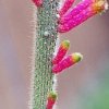 cleitocactus_farrarii_1